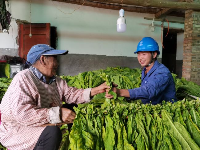 國網(wǎng)會理市供電公司傾情服務 “金葉”生產(chǎn)電無憂