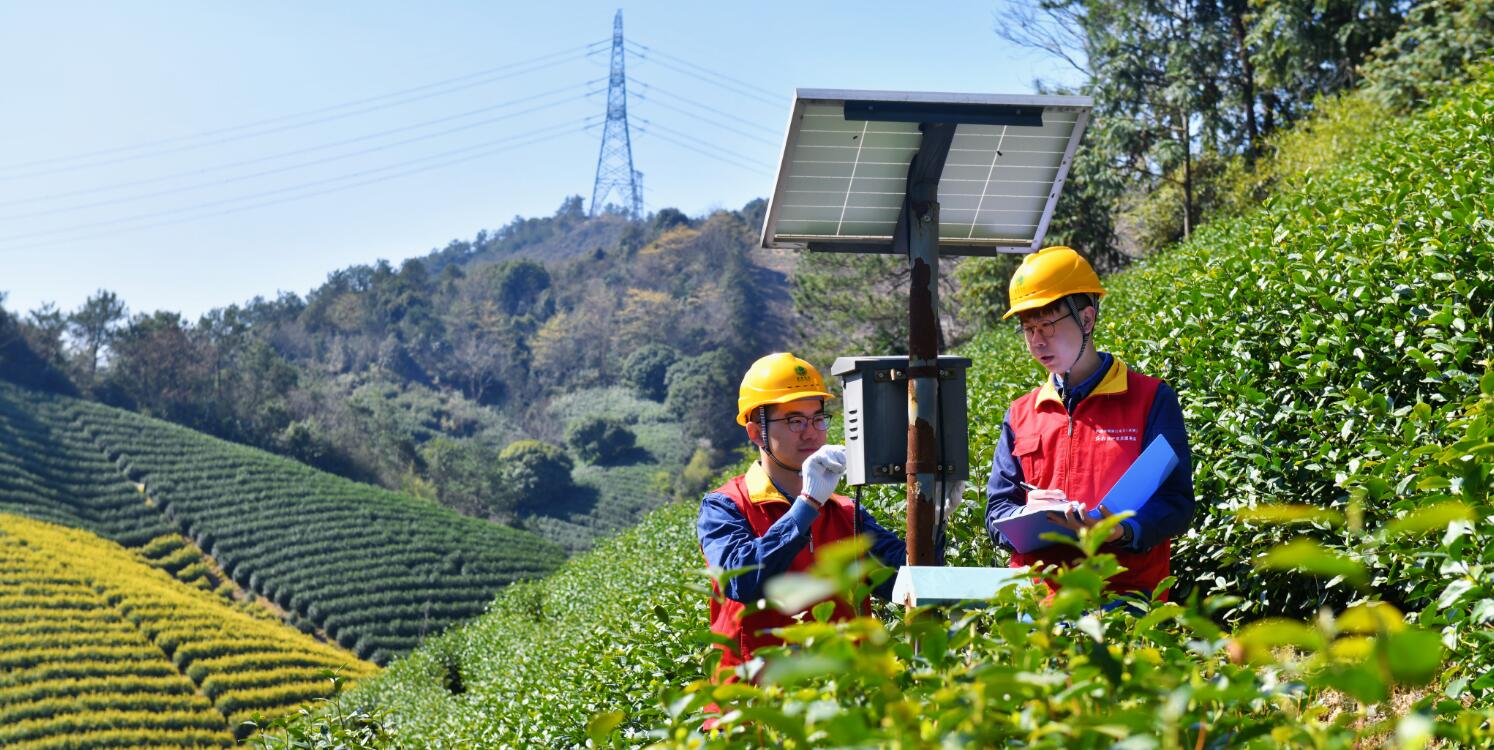 國網(wǎng)余姚市供電公司：電力春風拂綠野 春茶飄香產業(yè)旺