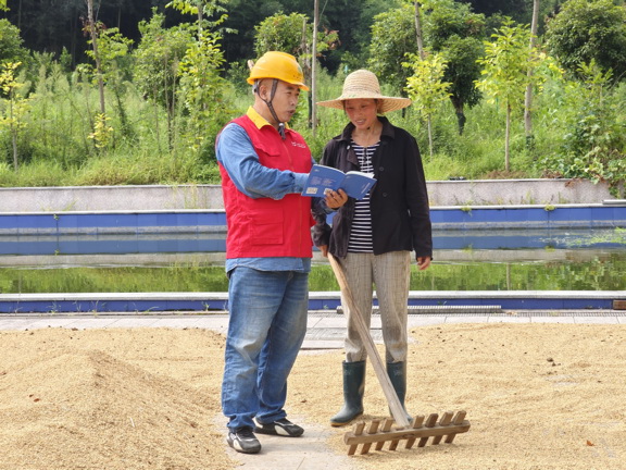 國網衢州供電公司紅船服務“零距離”電助水稻“喜豐收”